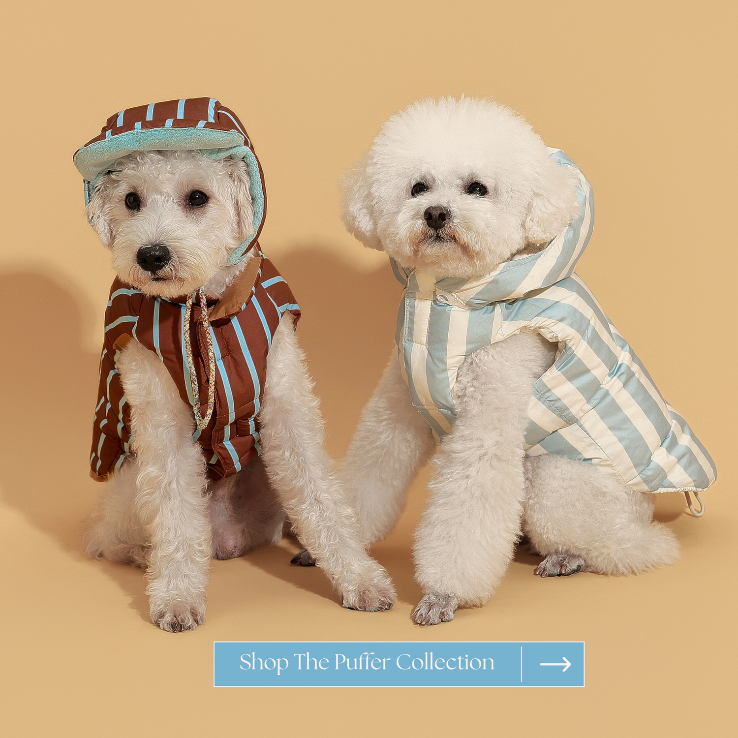Two dogs wearing striped raincoats on a beige background