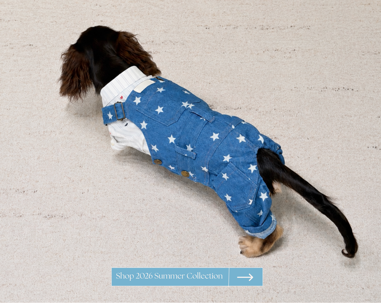 Dog wearing a blue outfit with white stars on a light gray floor.
