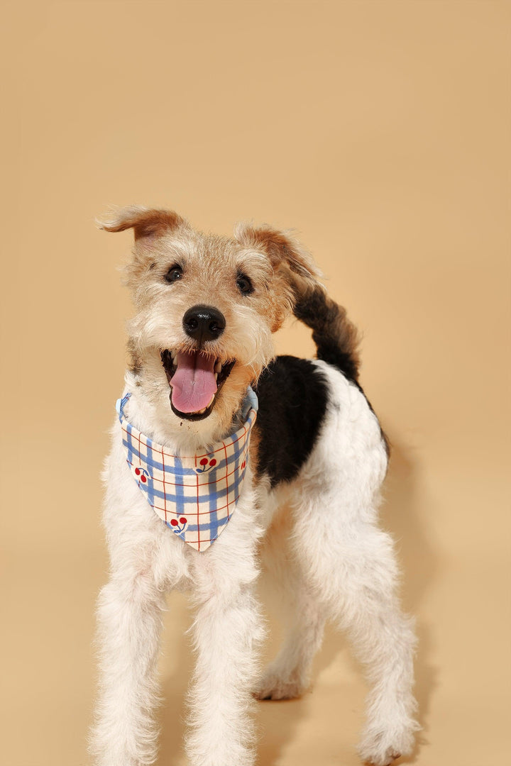 Blue Gingham Cherry Bandana - BarkBarkBaby