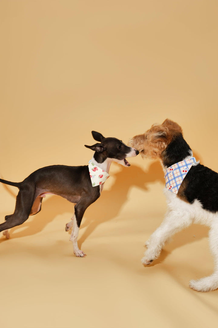 Blue Gingham Cherry Bandana - BarkBarkBaby